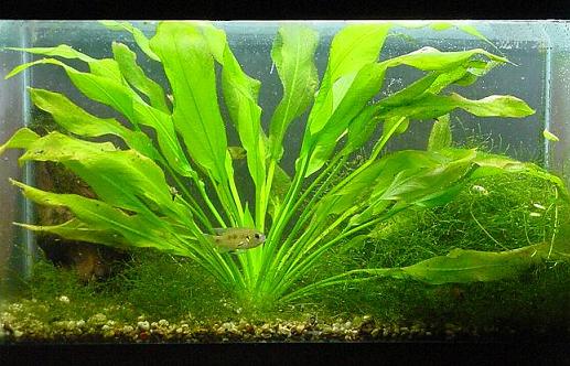 Amazon Sword Plant